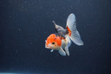 Thai Oranda  Tricolor 4 Inch (ID#1115To2a-58) Free2Day SHIPPING