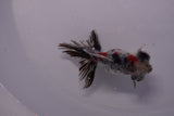 Butterfly  Calico 3.5 Inch (ID#0110B8b-42) Free2Day SHIPPING