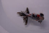 Butterfly  Calico 3.5 Inch (ID#0110B8b-42) Free2Day SHIPPING