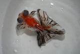 Butterfly  Calico 4 Inch (ID#913B8b-65) Free2Day SHIPPING