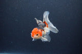 Thai Oranda  Tricolor 4 Inch (ID#1115To2a-58) Free2Day SHIPPING