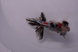 Butterfly  Calico 3.5 Inch (ID#0110B8b-42) Free2Day SHIPPING