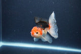 Thai Oranda  Tricolor 4 Inch (ID#1115To2a-58) Free2Day SHIPPING