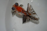 Butterfly  Calico 4 Inch (ID#913B8b-65) Free2Day SHIPPING