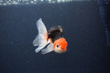 Thai Oranda  Tricolor 4 Inch (ID#1115To2a-58) Free2Day SHIPPING