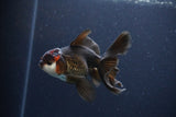 Thai Oranda  Tricolor 4 Inch (ID#1115To2a-59) Free2Day SHIPPING