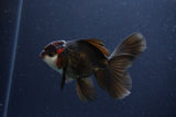 Thai Oranda  Tricolor 4 Inch (ID#1115To2a-59) Free2Day SHIPPING