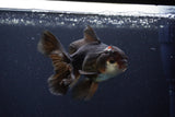 Thai Oranda  Tricolor 4 Inch (ID#1115To2a-59) Free2Day SHIPPING