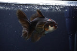 Thai Oranda  Tricolor 4 Inch (ID#1115To2a-59) Free2Day SHIPPING