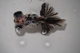 Butterfly  Calico 4.5 Inch (ID#913B8b-66) Free2Day SHIPPING