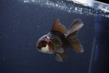 Thai Oranda  Tricolor 4 Inch (ID#1115To2a-59) Free2Day SHIPPING