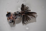 Butterfly  Calico 4.5 Inch (ID#913B8b-66) Free2Day SHIPPING