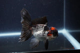 Thai Oranda  Tricolor 4 Inch (ID#1119To2a-57) Free2Day SHIPPING