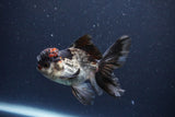 Thai Oranda  Tricolor 4 Inch (ID#1119To2a-57) Free2Day SHIPPING