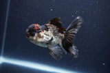 Thai Oranda  Tricolor 4 Inch (ID#1119To2a-57) Free2Day SHIPPING