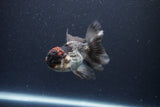 Thai Oranda  Tricolor 4 Inch (ID#1119To2a-57) Free2Day SHIPPING