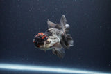 Thai Oranda  Tricolor 4 Inch (ID#1119To2a-57) Free2Day SHIPPING