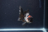 Thai Oranda  Tricolor 4 Inch (ID#1119To2a-57) Free2Day SHIPPING