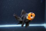 Thai Oranda  Tricolor 3.5 Inch (ID#1115To2a-60) Free2Day SHIPPING