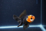 Thai Oranda  Tricolor 3.5 Inch (ID#1115To2a-60) Free2Day SHIPPING