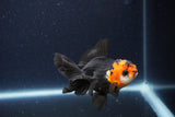 Thai Oranda  Tricolor 3.5 Inch (ID#1115To2a-60) Free2Day SHIPPING