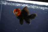 Thai Oranda  Tricolor 3.5 Inch (ID#1115To2a-60) Free2Day SHIPPING