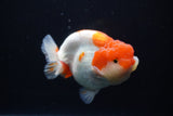 Lionchu  Red White 4.5 Inch (ID#1025R12a-100) Free2Day SHIPPING