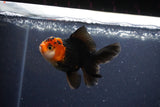 Thai Oranda  Tricolor 3.5 Inch (ID#1115To2a-60) Free2Day SHIPPING