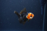 Thai Oranda  Tricolor 3.5 Inch (ID#1115To2a-60) Free2Day SHIPPING