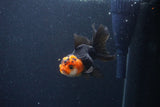 Thai Oranda  Tricolor 3.5 Inch (ID#1115To2a-60) Free2Day SHIPPING