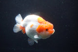 Lionchu  Red White 4.5 Inch (ID#1025R12a-100) Free2Day SHIPPING