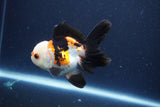 Thai Oranda  Tricolor 4 Inch (ID#1115To2a-61) Free2Day SHIPPING