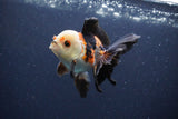 Thai Oranda  Tricolor 4 Inch (ID#1115To2a-61) Free2Day SHIPPING