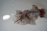 Butterfly  Kirin 5 Inch (ID#917B8b-62) Free2Day SHIPPING