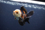 Thai Oranda  Tricolor 4 Inch (ID#1115To2a-61) Free2Day SHIPPING