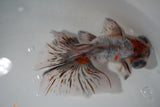 Butterfly  Kirin 5 Inch (ID#917B8b-62) Free2Day SHIPPING