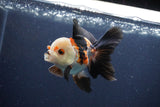 Thai Oranda  Tricolor 4 Inch (ID#1115To2a-61) Free2Day SHIPPING