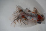 Butterfly  Kirin 5 Inch (ID#917B8b-62) Free2Day SHIPPING