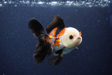 Thai Oranda  Tricolor 4 Inch (ID#1115To2a-61) Free2Day SHIPPING