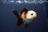 Thai Oranda  Tricolor 4 Inch (ID#1115To2a-61) Free2Day SHIPPING