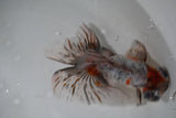 Butterfly  Kirin 5 Inch (ID#917B8b-62) Free2Day SHIPPING