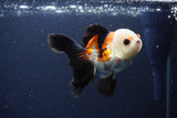 Thai Oranda  Tricolor 4 Inch (ID#1115To2a-61) Free2Day SHIPPING