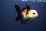 Thai Oranda  Tricolor 4 Inch (ID#1115To2a-61) Free2Day SHIPPING