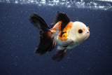 Thai Oranda  Tricolor 4 Inch (ID#1115To2a-61) Free2Day SHIPPING