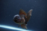 Thai Oranda  Chocolate 4 Inch (ID#1115To2a-62) Free2Day SHIPPING