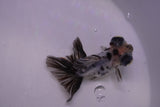 Butterfly  Calico 3 Inch (ID#0110B8b-45) Free2Day SHIPPING