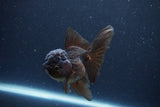 Thai Oranda  Chocolate 4 Inch (ID#1115To2a-62) Free2Day SHIPPING