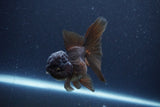 Thai Oranda  Chocolate 4 Inch (ID#1115To2a-62) Free2Day SHIPPING