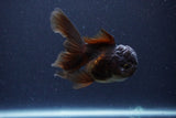 Thai Oranda  Chocolate 4 Inch (ID#1115To2a-62) Free2Day SHIPPING