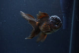 Thai Oranda  Chocolate 4 Inch (ID#1115To2a-62) Free2Day SHIPPING